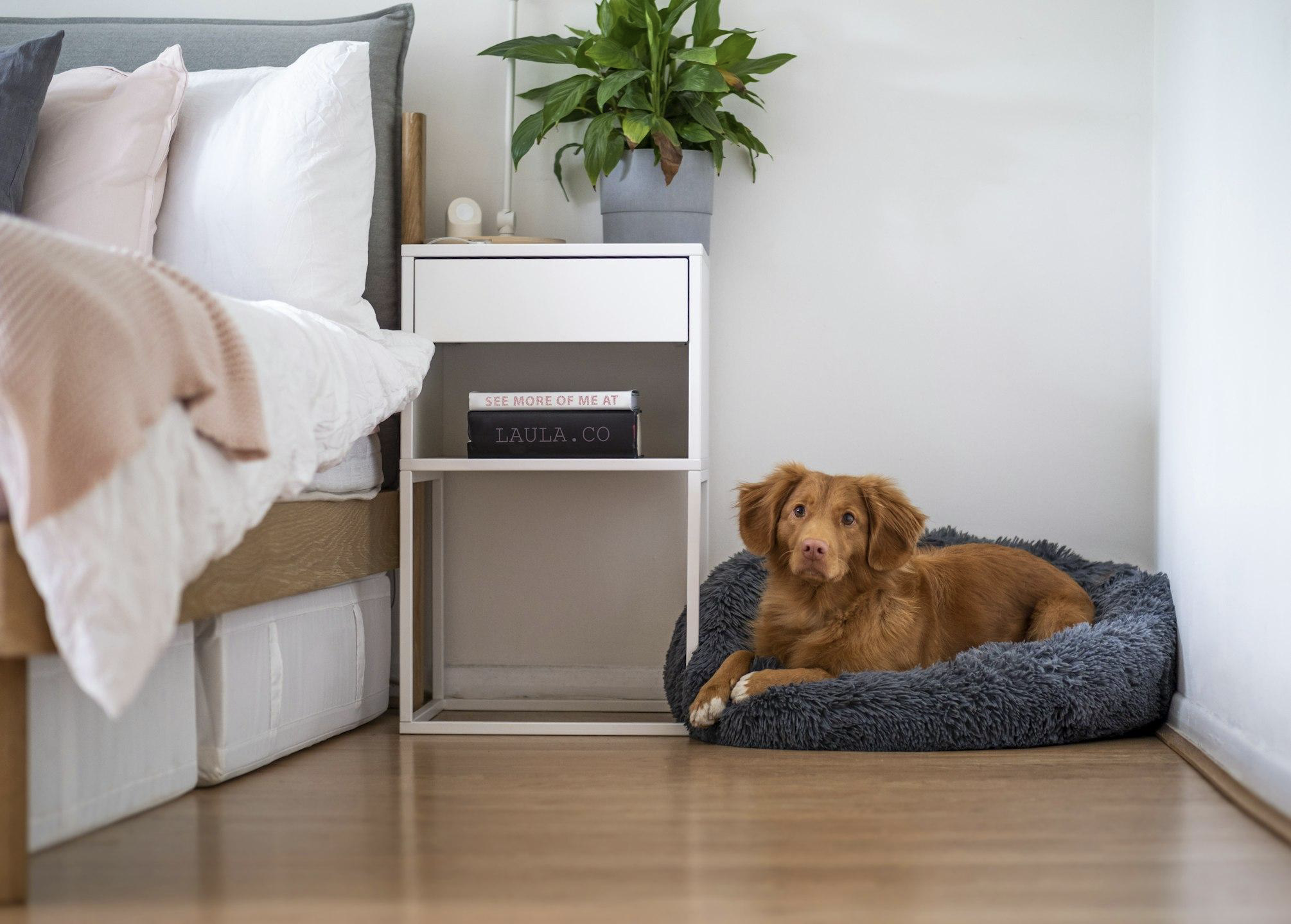 Cozy Retreats for Canine Companions: High-Quality Dog Beds