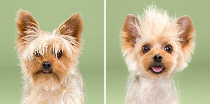 Why Low Protein Nutrition It’s So Important for Your Pet?