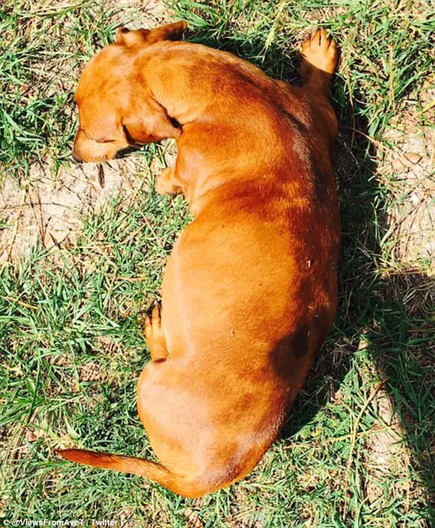 This Guy's Maternity Photoshoot With His Pregnant Dog Has The Internet Divided