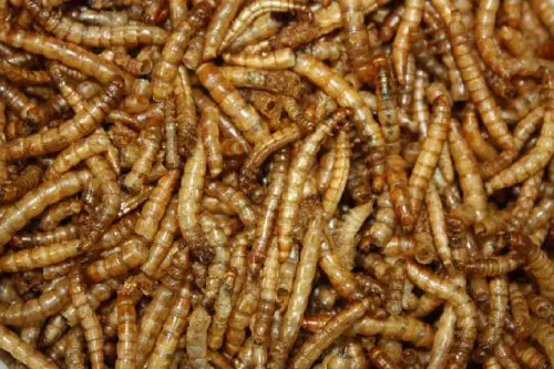 Everything You Need to Know About Dried Mealworms