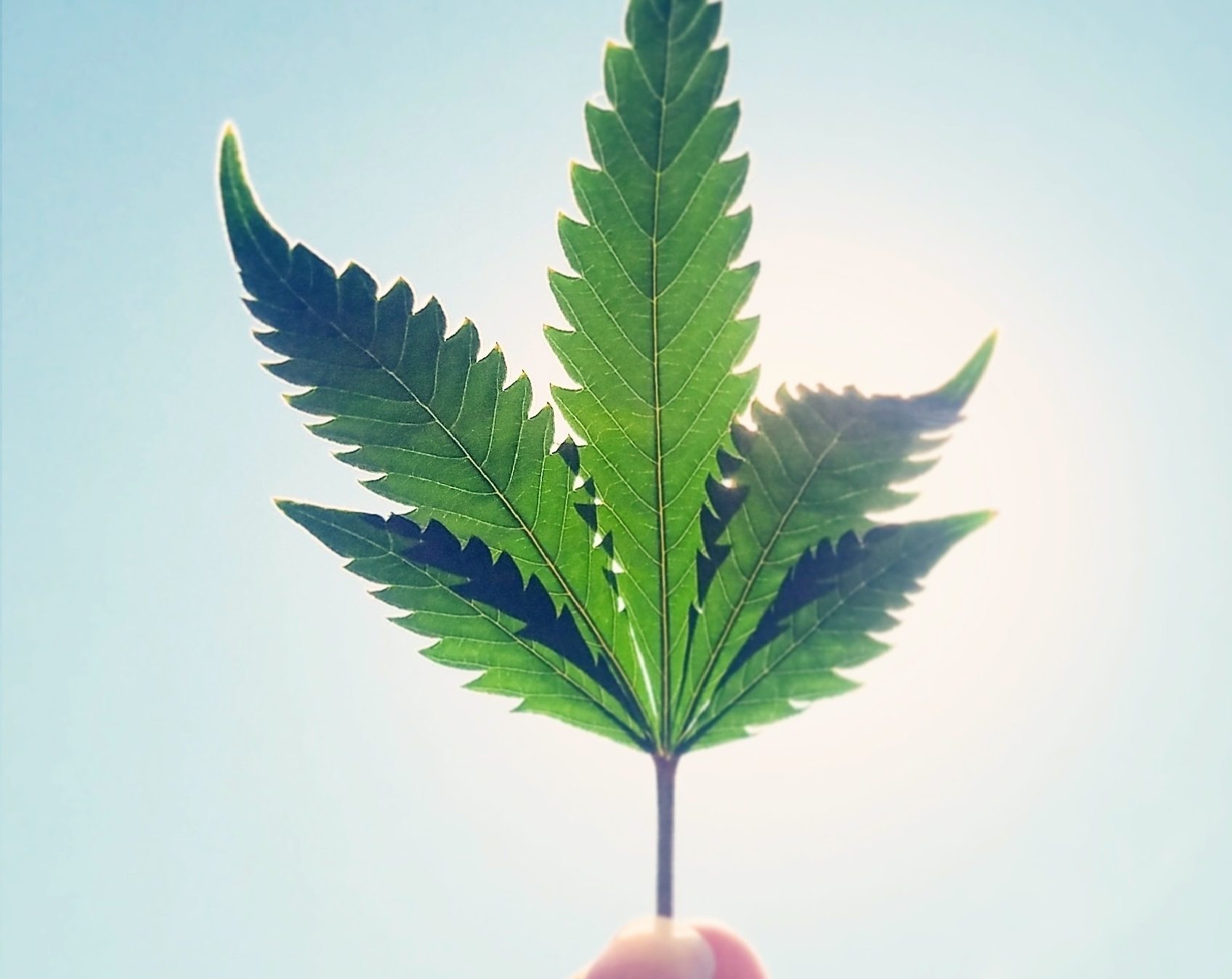 CBD and THC: The cannabinoid siblings guarding mental and physical health