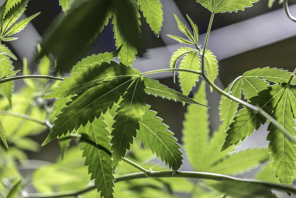 Why Canada’s ACMPR Might Be the Key to Living a Healthier Lifestyle