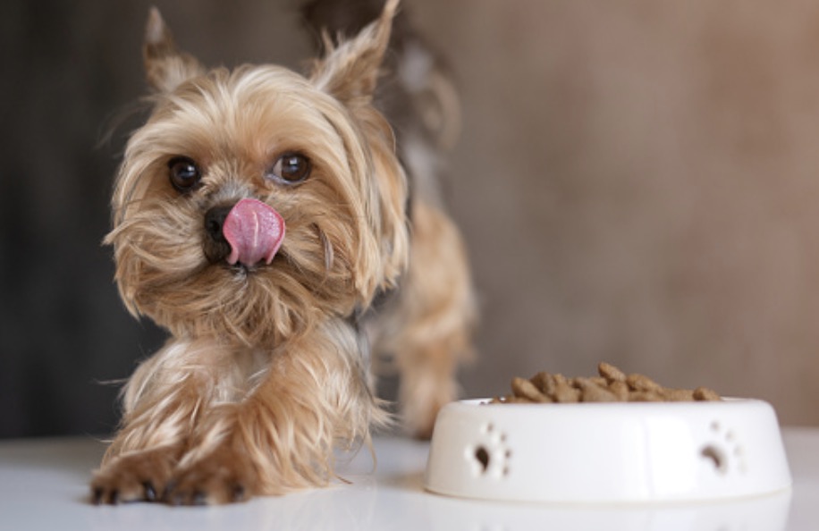 Expert Tips for Choosing the Right Dog Food