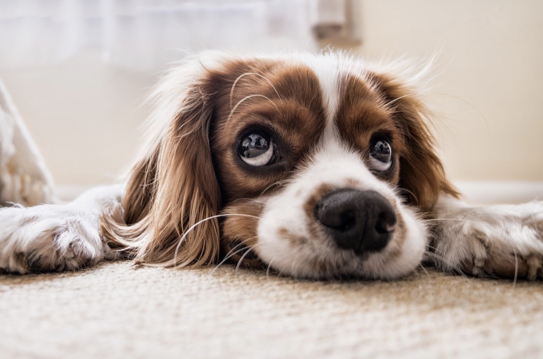 Is CBD Oil Safe For Dogs?
