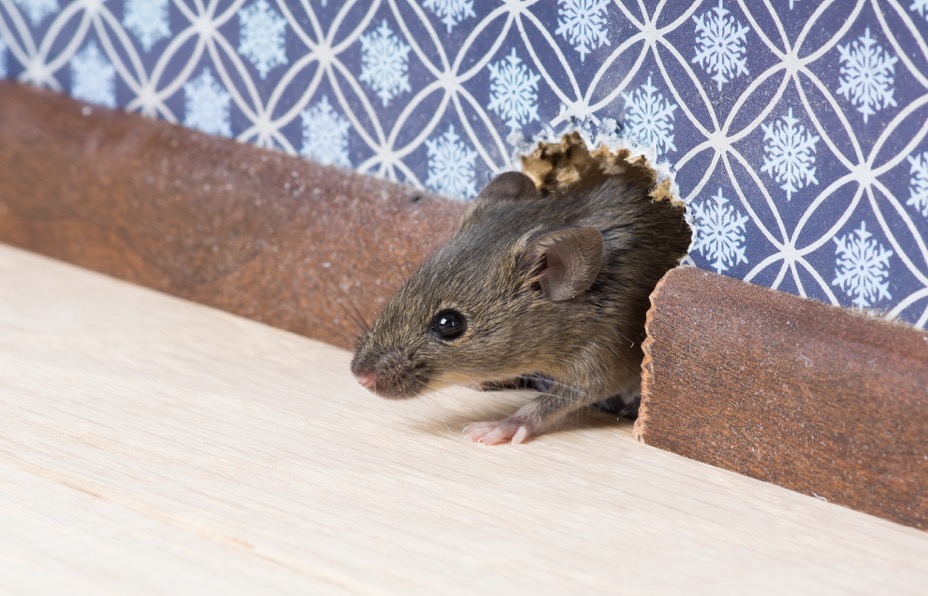Squeak Squeak! How Do I Prevent Mice From Entering My Garage?