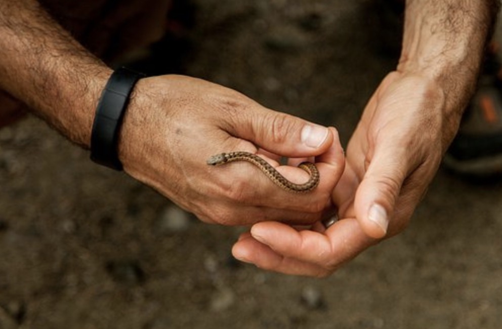 6 Reptiles that You Can Legally Own