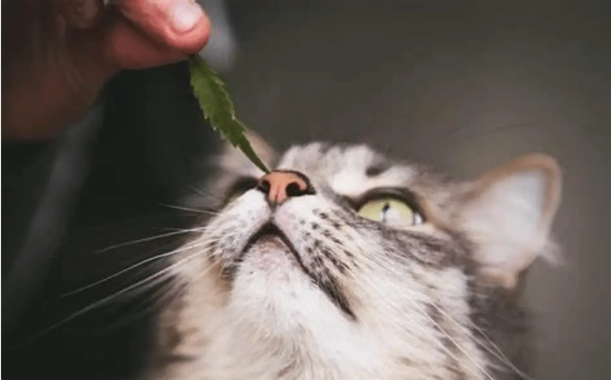 should-you-give-cbd-treats-to-your-cat