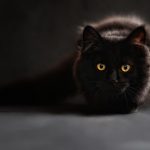 Is My Cat Dying? 7 symptoms of a Dying Cat