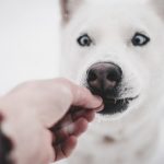 Types Of Food That You Need To Avoid Feeding To Your Dog
