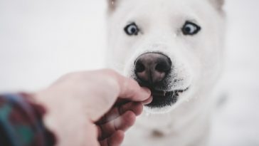 Types Of Food That You Need To Avoid Feeding To Your Dog