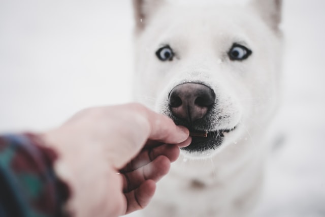 Types Of Food That You Need To Avoid Feeding To Your Dog