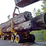 The Dangers of Log Truck Accidents