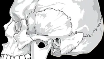 Interesting Facts That You Need To Know About The Human Skull