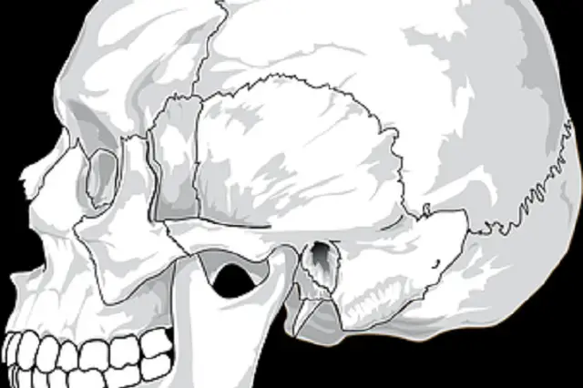 Interesting Facts That You Need To Know About The Human Skull