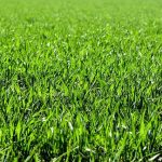 Top 5 Lawn Care Tips To Apply For A Beautiful Lawn