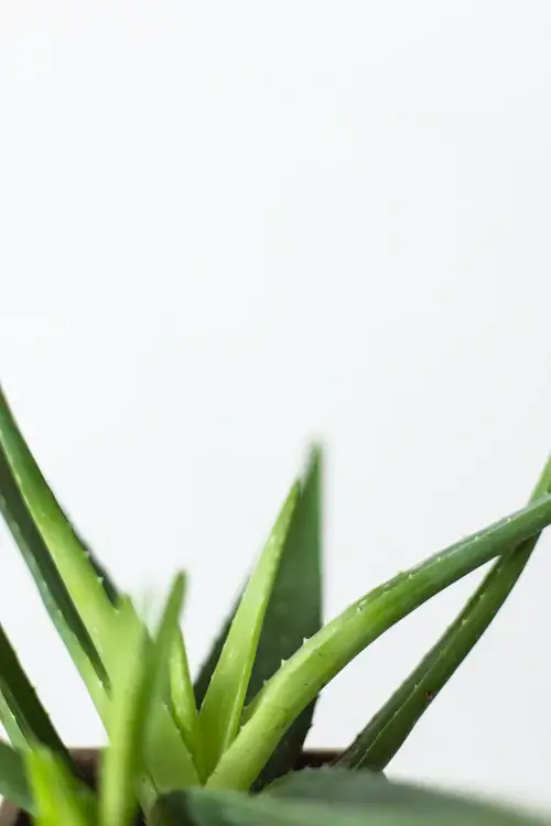 What Are The Top Plants To Keep In Your Home And Why