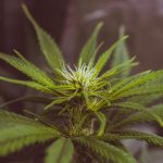 6 Things You Need To Know About Cultivation Of Cannabis In 2021
