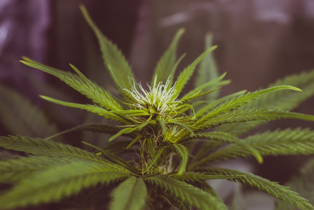 6 Things You Need To Know About Cultivation Of Cannabis In 2021