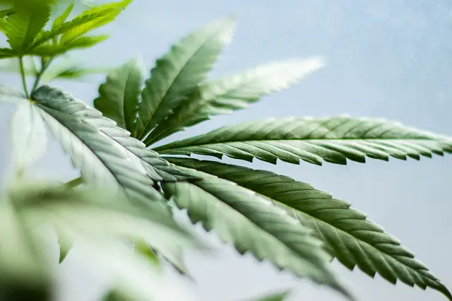 CBD plant
