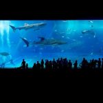 Buying an Aquarium