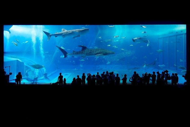 Buying an Aquarium