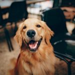 Necessary check-ups for a happy and healthy pet