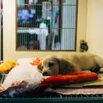 Veterinary Practice