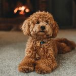 Goldendoodle