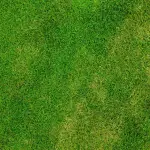 Keep Your Lawn Pest-Free