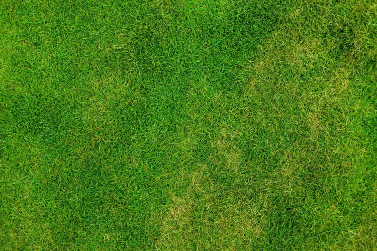 Keep Your Lawn Pest-Free