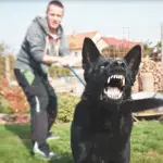 Animal Bite Treatment