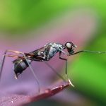 How to Protect Your Home and Garden From Ants