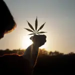 Tips On How To Find The Best Cannabis-Infused Sweets