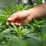 Top 3 CBD Gummies for Easing Anxiety