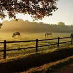 Planning To Purchase A Ranch? Here Are Some Useful Tips