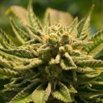 A Quick Guide to Growing your Own Medical Cannabis