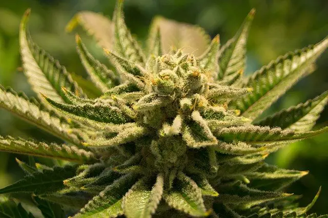 A Quick Guide to Growing your Own Medical Cannabis