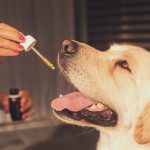 How Effective is CBD for Your Pets?