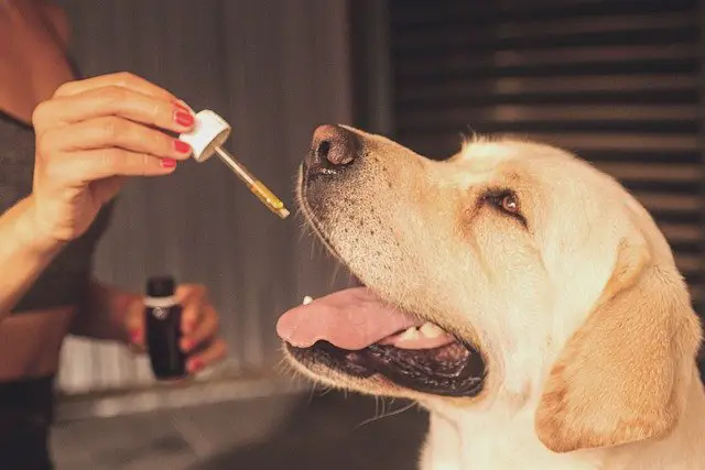 How Effective is CBD for Your Pets?