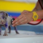 Tips for Untroubled Pet Visits to your Vet