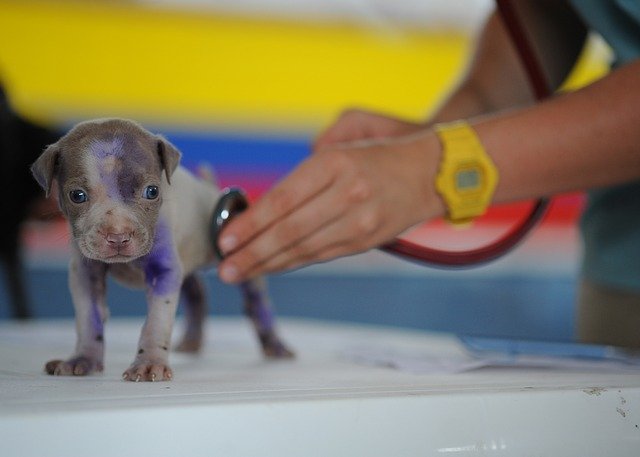 Tips for Untroubled Pet Visits to your Vet