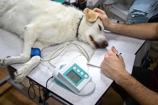 Useful Tips For Veterinary Professionals On How to Better Manage Their Business