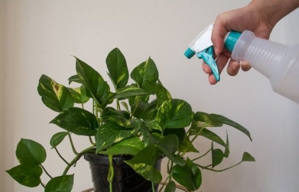 A Few Plant Care Tips To Keep Indoor Plants Green