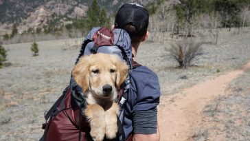 dog carrier