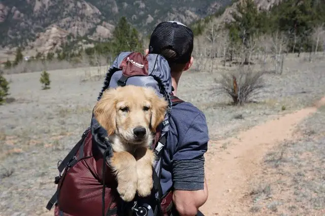 dog carrier