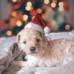 gift for dog