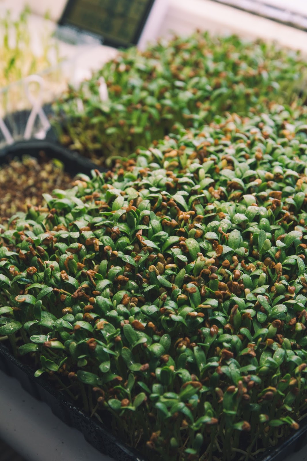 Top 9 Ways to Incorporate Fenugreek Into Your Self-care Routine