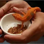 Reptile as a pet