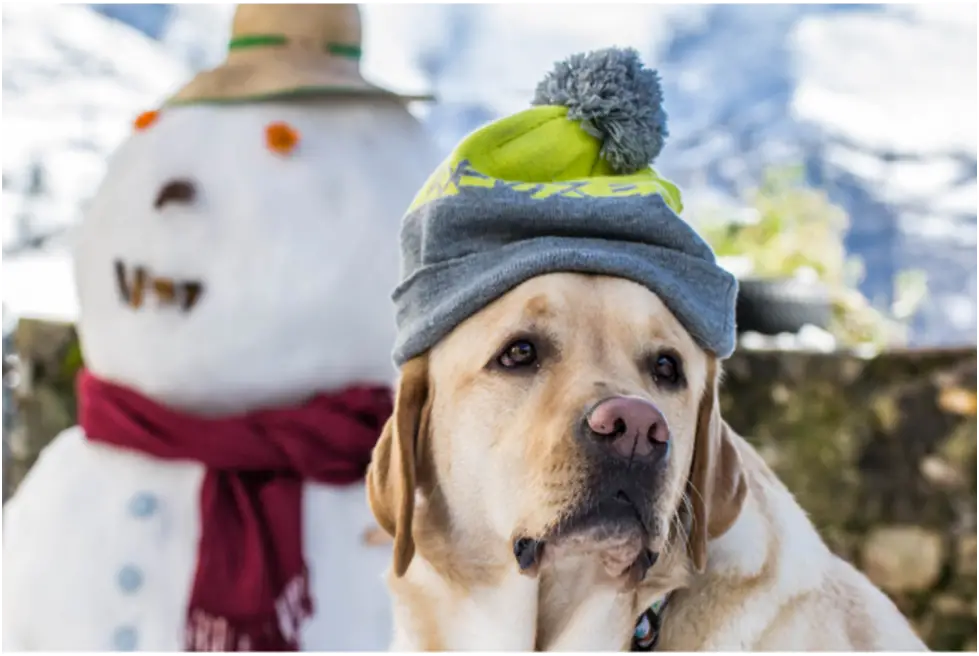 10 Winter Hat Accessories for Small Breeds
