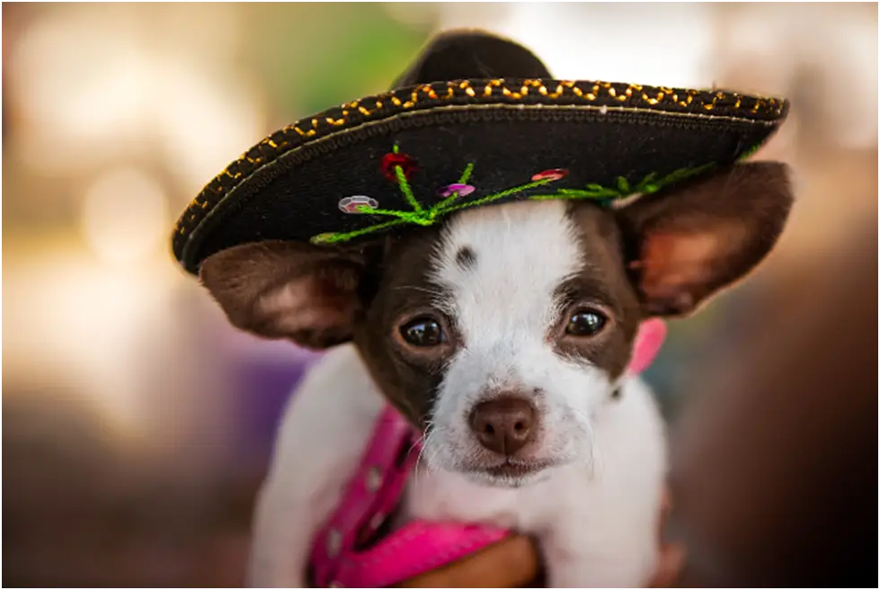 10 Winter Hat Accessories for Small Breeds